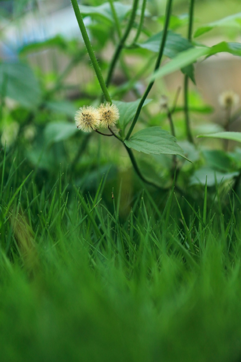 草丛- 夜雨亦 - 图虫网 - 优质摄影师交流社区