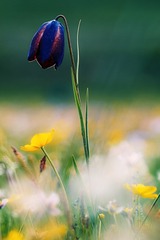 花一朵