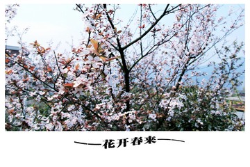 花开春来