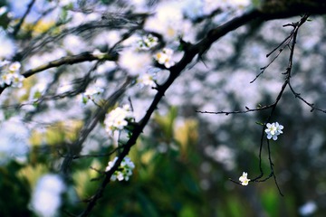 繁花如画