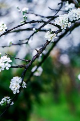 繁花如画（2）