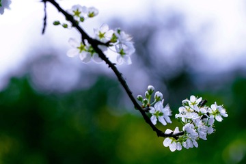 繁花如画（3）