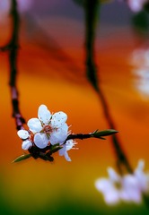 繁花如画（5）