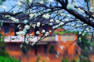 繁花如画（7）