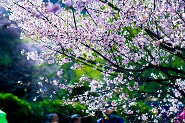 繁花如画（10）