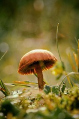 蘑菇