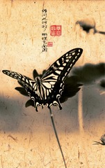 蝶飞南园