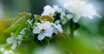 期待花开