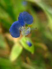 蓝色的小花