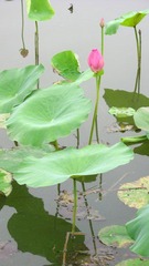 IMG_6275.JPG