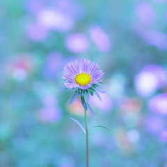 IMG_8272_1