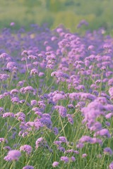 IMG_6584_1