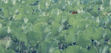 IMG_5585_7