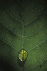 IMG_8776_1a