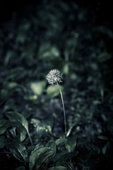 IMG_8815a