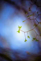 IMG_7284a