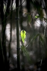 IMG_7436_1