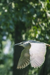IMG_2450_1
