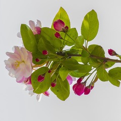 IMG_1888_1