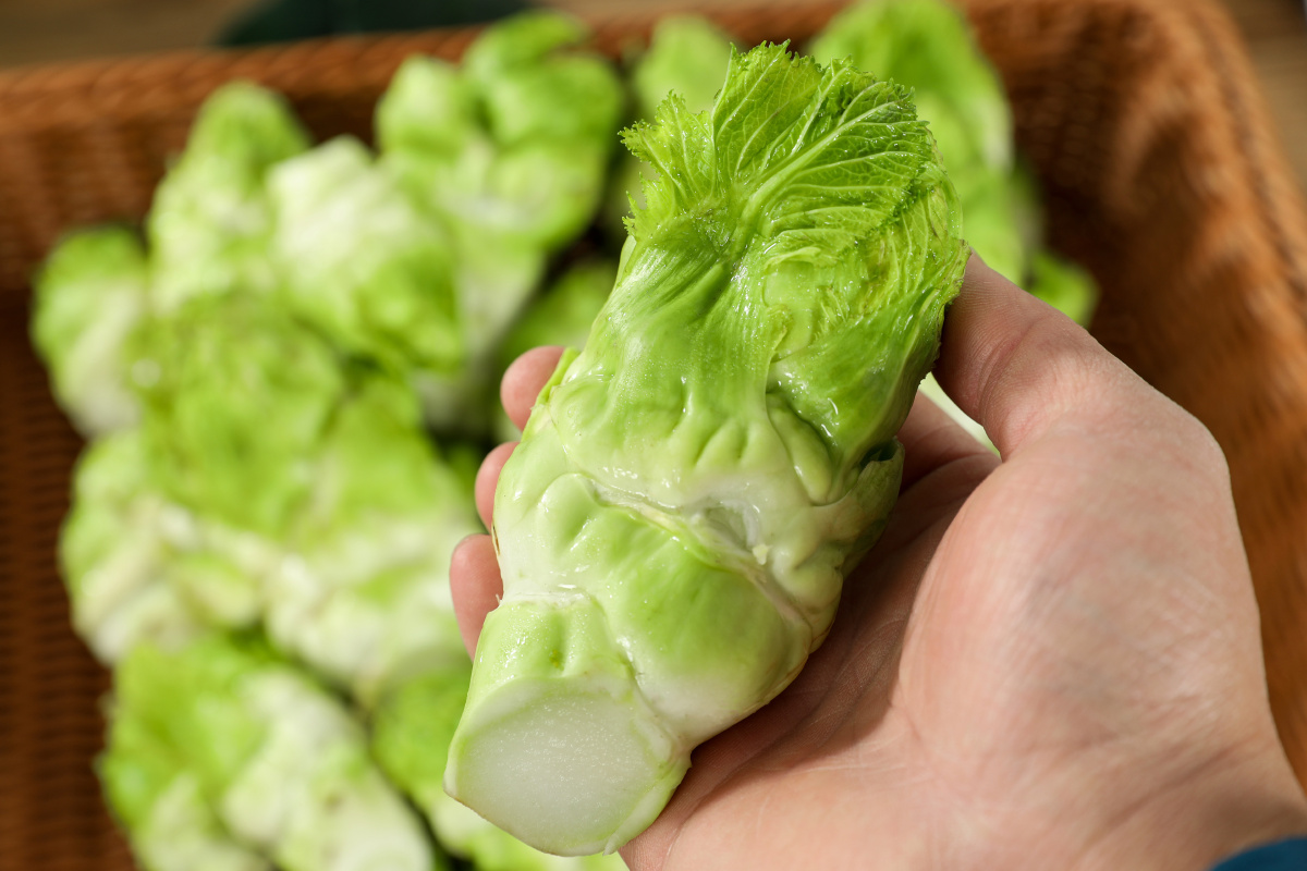 新鲜儿菜炒烩炸涮凉拌样样行