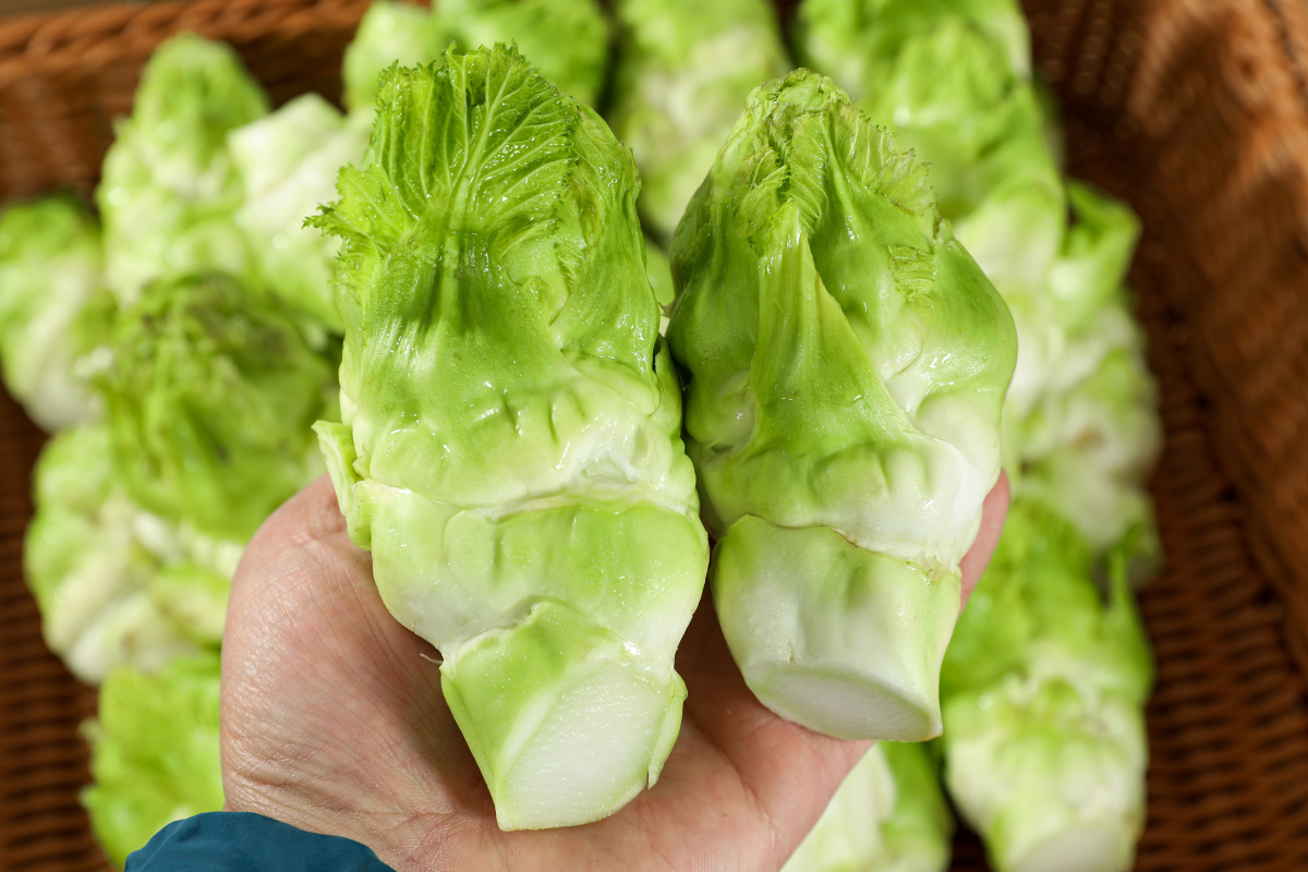 新鲜儿菜炒烩炸涮凉拌样样行