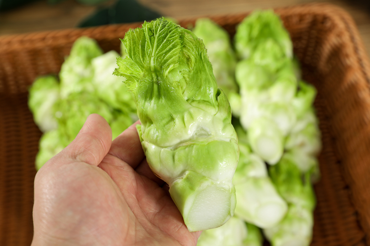 新鲜儿菜炒烩炸涮凉拌样样行