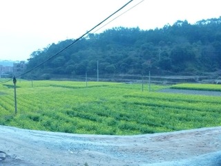 田里