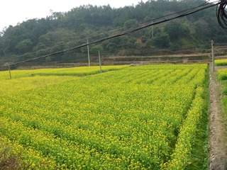 油菜花