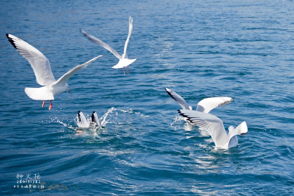 泸沽湖的海鸥，萌萌哒
