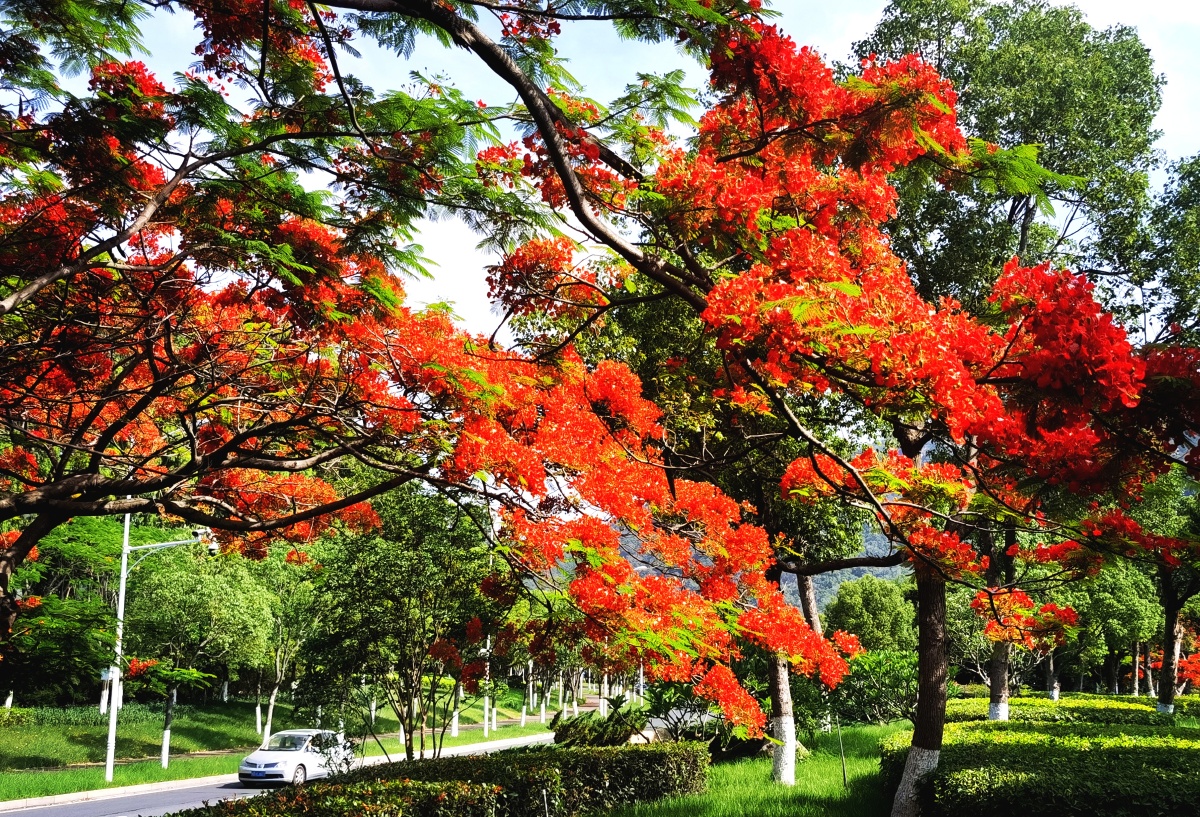 火红的凤凰树