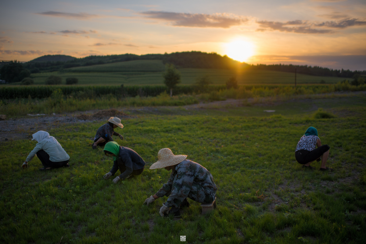 日出而作，日落而息<br />
拍摄于长春莲花山自然风景区，农民正在除去花田上的杂草。这些农民是主宰周边的村落的，受雇于景区，一天工作十小时，酬劳80。好在现在正好是农闲时分，额外的收入也是不错的。