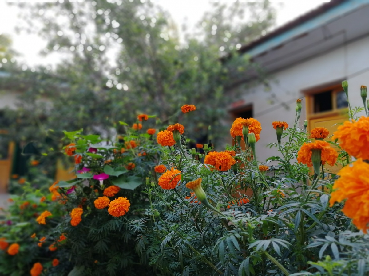 乡村小院里的花坛