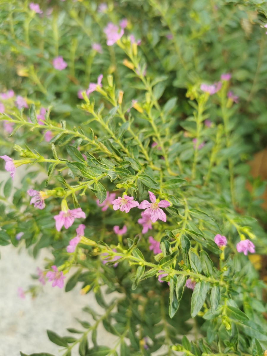 紫色满天星,花语:思念,浪漫,喜悦