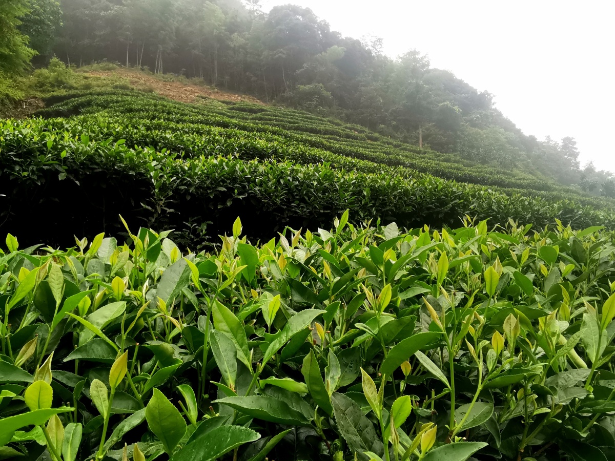 福建省福鼎磻溪白茶