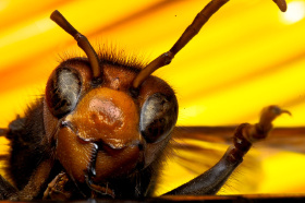 黄脚虎头蜂(day 137)