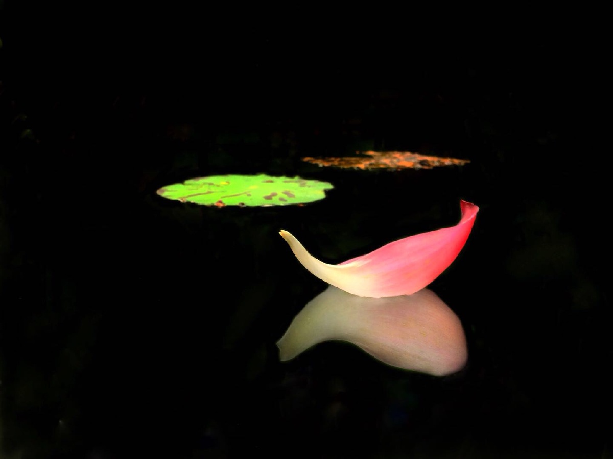 手机拍摄的荷叶与荷花瓣,用snapseed 修成黑底.