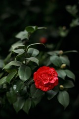 IMG_6568_1
