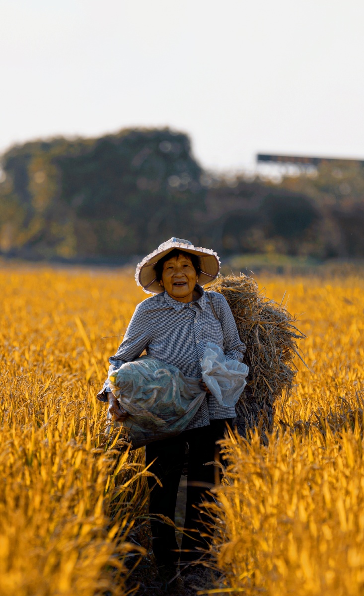 秋收劳动的人