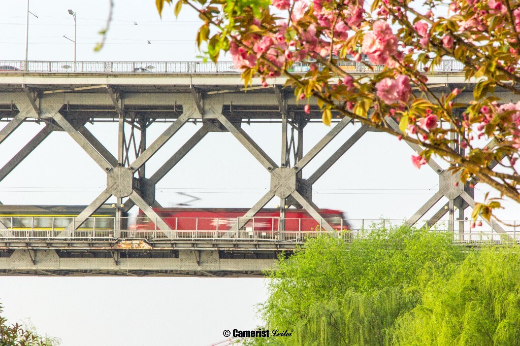 呼啸的列车穿过刚劲的大桥，却有红花绿叶陪伴……
