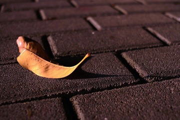IMG_3922.jpg