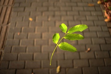IMG_0064.jpg