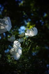 DSC09358-6