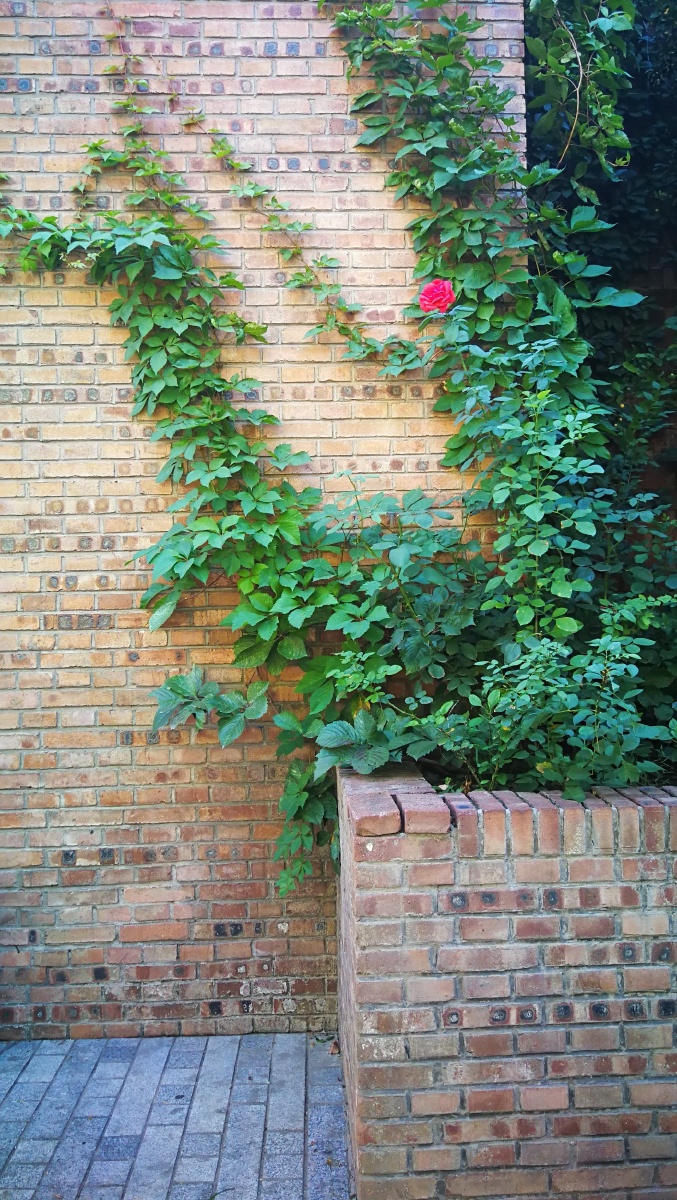 9.7 有感觉的墙角一枝花