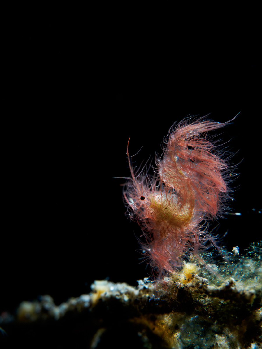 红色的毛毛虾是最常见的品种,这次去尝试用snoot来拍,出来的效果还是