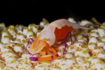 Emperor Shrimp