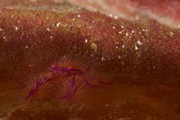 Hairy Crab