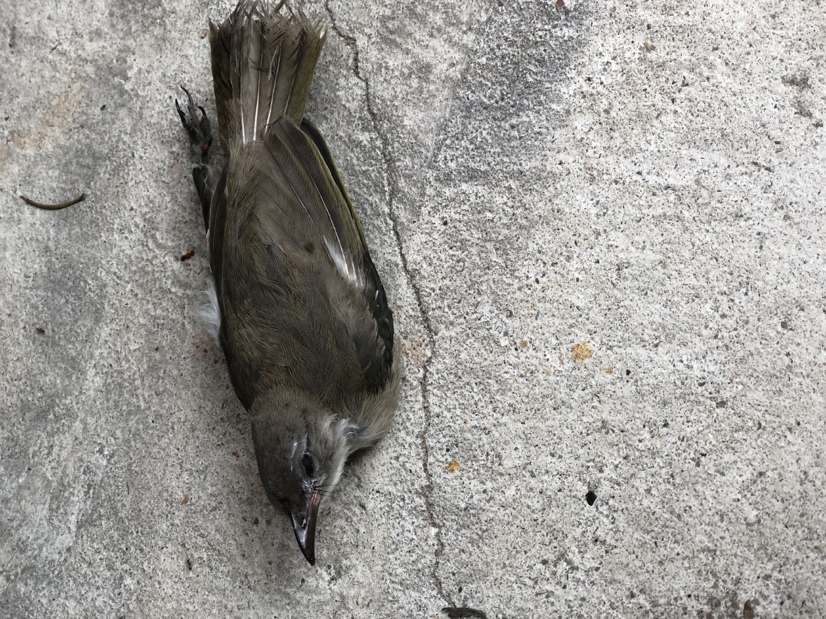 发现家门口一只死了的小鸟把它埋了起来