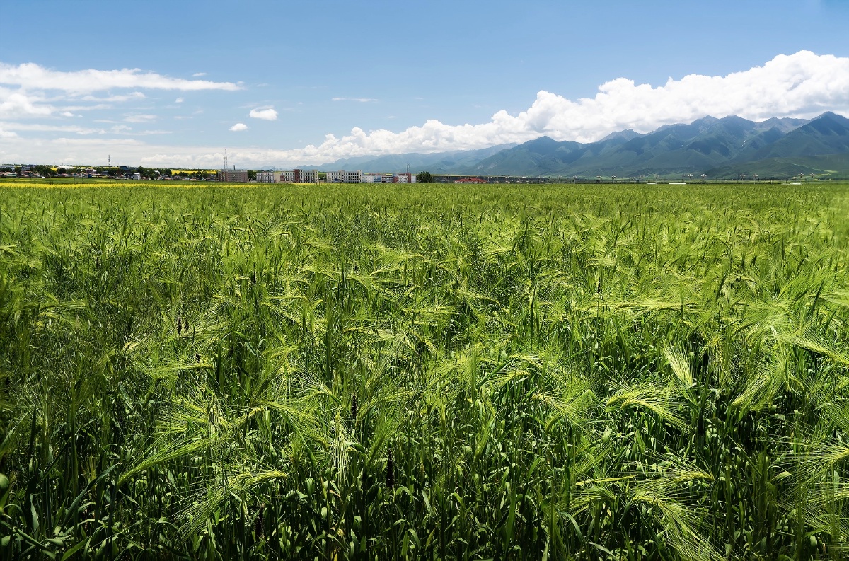 青稞种植门源青稞祼粒呈青稞青稞种植青海青稞门源青稞青藏高原农作物