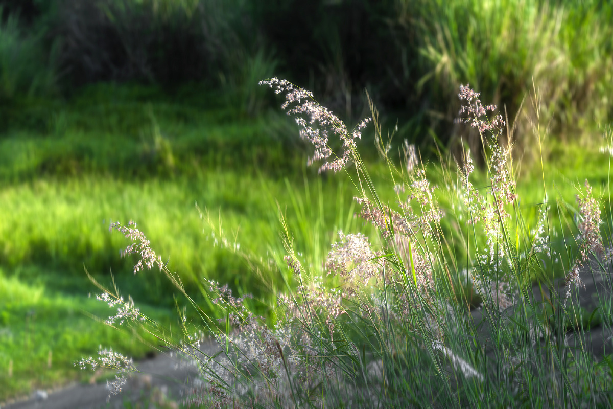 阳光下的一丛草