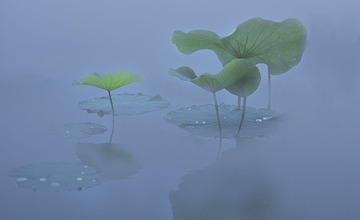 雾荷